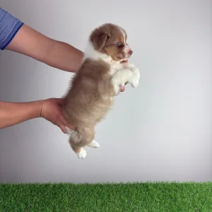 Owczarek astralijski aussie - Beira