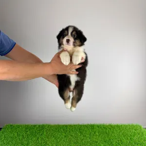 Australian Shepherd - Cagan