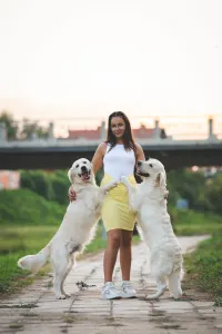 Golden Retriever - Gogas Pride