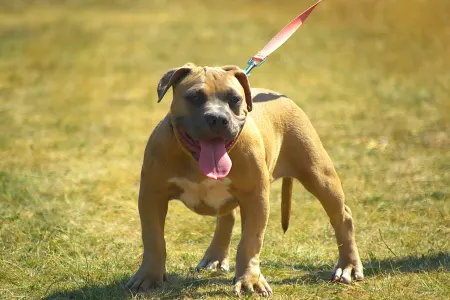 American Bully - Pocket - Bbb.nala