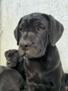 Cane Corso Italiano - Cassiopeia’s Pearl Zakopane