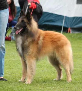 Belgischer Schäferhund - De La Terre Sauvage