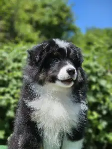 Miniature American Shepherd - Max