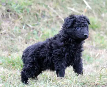 Mudi - Pörgelóci Spuri