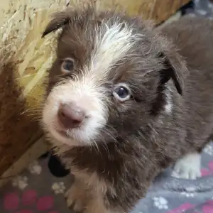 Border Collie - Dazzling Borders Beyond Dreams