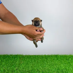 Shiba Inu - Tako