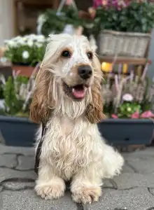 Angol Cocker spániel - Leona