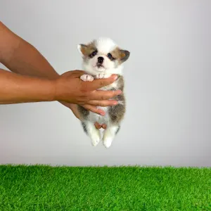 Welsh Corgi Pembroke - Chita