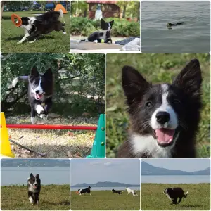 Border Collie - Rodonit