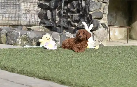 Barbone nano - Bravados Denis