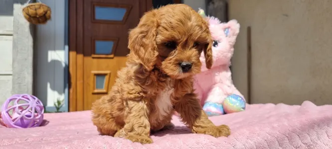 Cavapoo - Nara