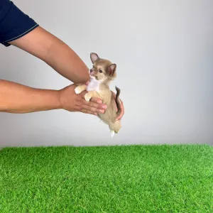 Chihuahua - Kwai