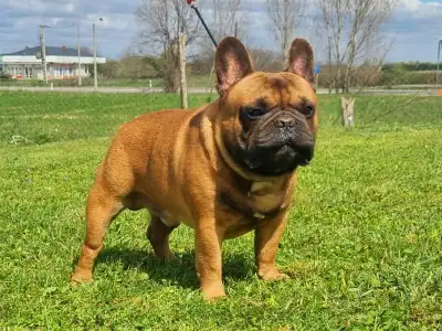 Bulldog francez - Spike