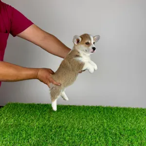 Pembroke Welsh Corgi - Penny