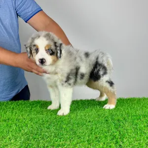 Australian Shepherd - Vondo