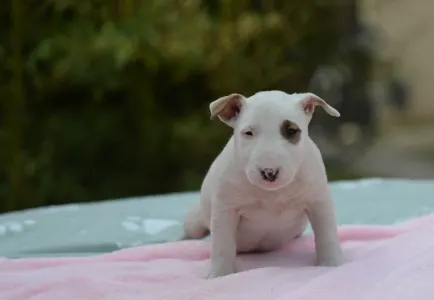 Miniatűr bullterrier - Lotti