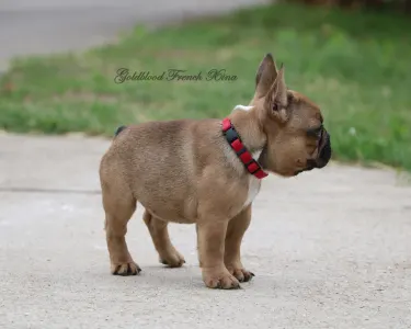 French Bulldog - Xina