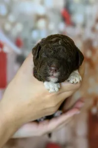 Romagna Water Dog - Grain Of Sand Galileo Galileis Stars 