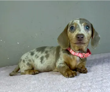 Dachshund - Emily