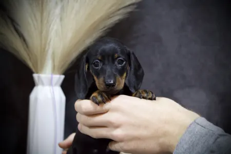 Dackel - Dark Horse Hug Me Strongly