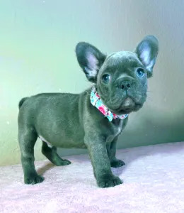 French Bulldog - Brad