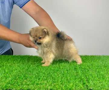 German Pomeranian Spitz - Dally