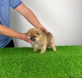 Szpic miniaturowy - Umia