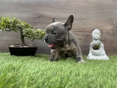 French Bulldog - Alma 