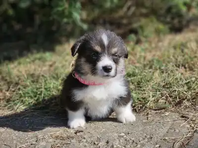 Welsh Corgi Pembroke - Léna