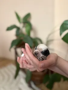 Cocker americano - Blue Roan