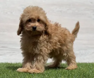Cavapoo - Nanouk