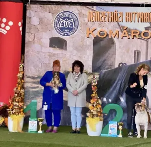 Biewer Terrier - Bendeguz Of Arnamentia