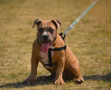 Amerikai Bully - Pocket - Bbb.mufasa