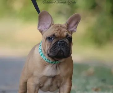 French Bulldog - Yoda