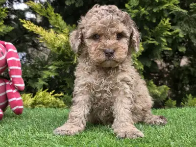 Cavapoo - Chocapic