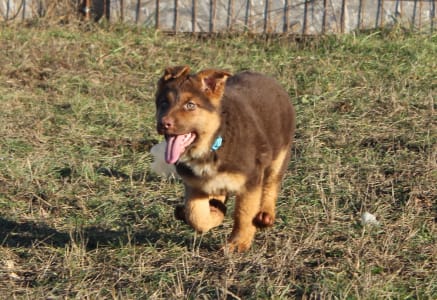 German Shepherd Dog - Rawda