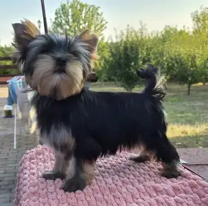 Yorkshire Terrier - Quaff (show And Breeding Potential)