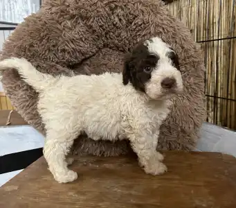 Chien d'eau romagnol - Grammi Gummi