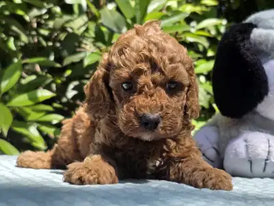 Cavapoo - Curlyjack