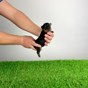 Yorkshire Terrier - Rhea