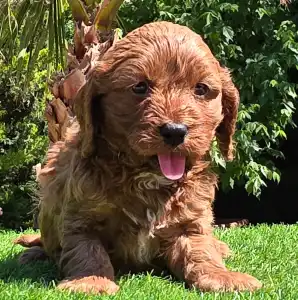 Cavapoo - Redjohn