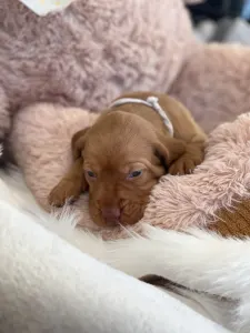 Hungarian Short-haired Vizsla - Vidual Apollo