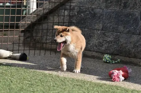 Shiba - Bravados Fugu