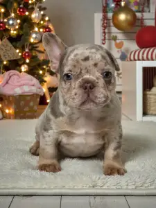 Bulldog francese - Pancho