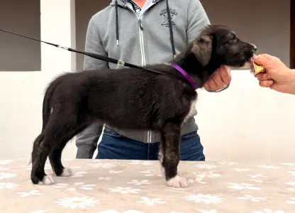 Irischer Wolfshund - Bolívia