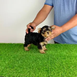 Yorkshire Terrier - Zara