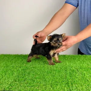 Yorkshire terrier - Petty