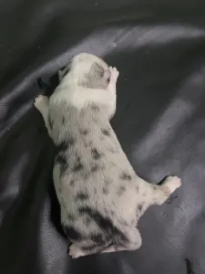 Australian Shepherd - Emily