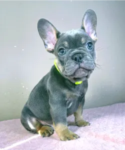 Bulldog francez - Brad