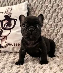 French Bulldog - Miora Frenchie Russel